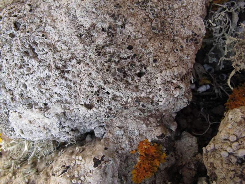[Thelomma mammosum]